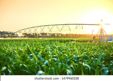 FIELD WITH GROWS OF CORN WITH AN ARTIFICIAL IRRIGATION SYSTEM - Shutterstock ID 1479960338