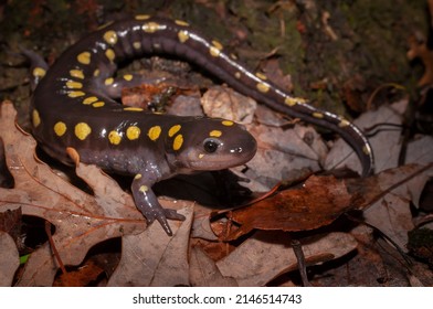 Field Guide Portrait Of A Large Adult Spotted Salamander