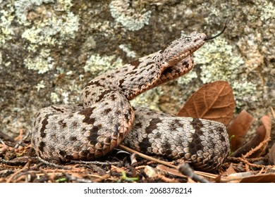 Field Guide Shot Of A Beautiful Rock Rattlesnake From SE Arizona