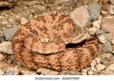 Field Guide Shot Of Coiled Tiger Rattlesnake In SE Arizona