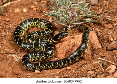 Field Guide Shot Of A Desert Kingsnake From SE Arizona