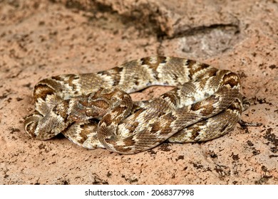 Field Guide Shot Of A Lyre Snake From SE Arizona