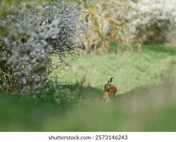 Field hare resting on a path by a blooming tree