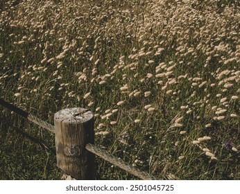 Field of hare's tail grass with rope fence.rope wooden post - Powered by Shutterstock