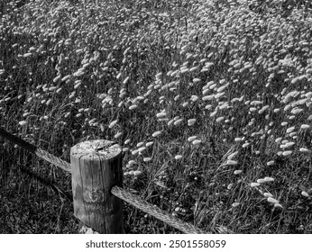 Field of hare's tail grass with rope fence.rope wooden post black and white - Powered by Shutterstock