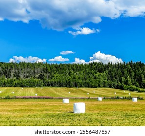 A field of hay bales is spread across a large, open field. The sky is clear and blue, with a few clouds scattered throughout. The scene is peaceful and serene - Powered by Shutterstock