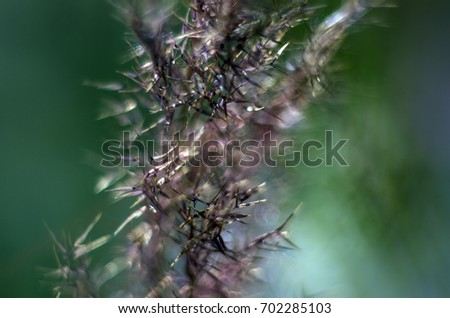 Similar – Image, Stock Photo Blue-purple wild growth sprawls and glows from the twilight.