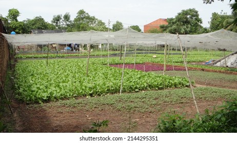 Field Of Herbs And Vegetables At The Suburban Of Sai Gon