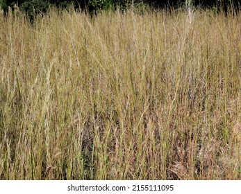 Field Of High Dry Grass Land In Los Angeles California