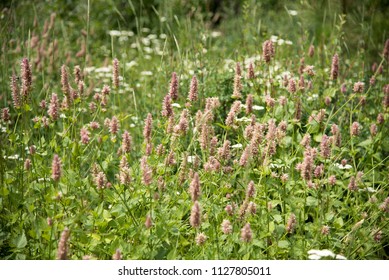 Field Of Horsemint Giant Hyssop