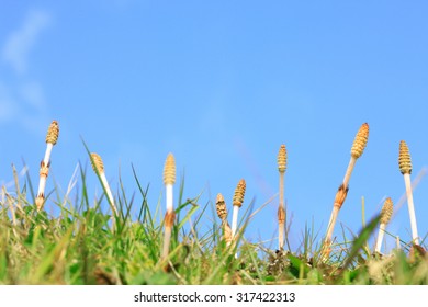 Field Horsetail, The Sky