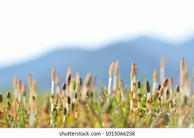 Field Horsetail, Tsukushi