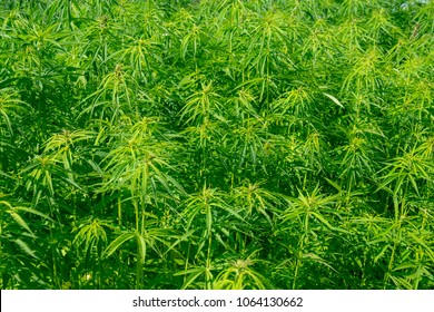 Field With Industrial Hemp Plants