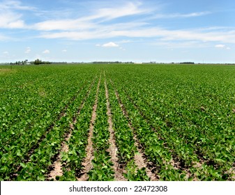 Field with intensive farming of soy bean. Location: Cañada de Gomez, province of Santa Fe, Argentina