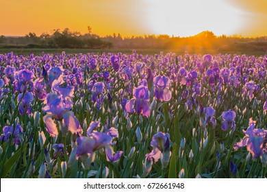 Iris Fields High Res Stock Images Shutterstock