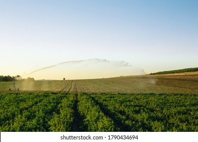 Field  irrigated by a pivot sprinkler system at sunset. Agriculture, technology and development concept. - Shutterstock ID 1790434694