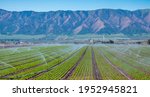 A field irrigation sprinkler system waters rows of lettuce crops on farmland in the Salinas Valley of central California, in Monterey County.  