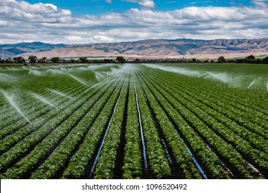 A field irrigation sprinkler system waters rows of lettuce crops on farmland in the Salinas Valley of central California, in Monterey County, on a partly cloudy day in spring.  