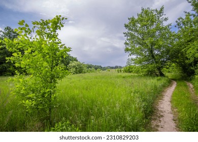 Field landscape, winding wild field road along tall grass, stretching into the distance. Sunny day, blue sky, rich and rich colors - Powered by Shutterstock