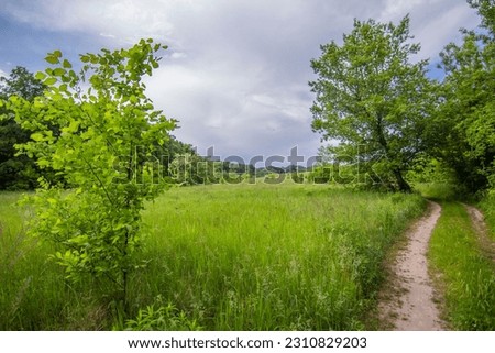 Field landscape, winding wild field road along tall grass, stretching into the distance. Sunny day, blue sky, rich and rich colors