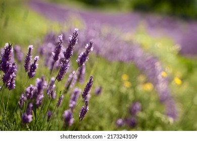 Field Of Lavender In Drome France On A Bright Sunny Day. Flower Closeup Eco Responsible Sourcing Of Essential Oils And Makeup Ingredients