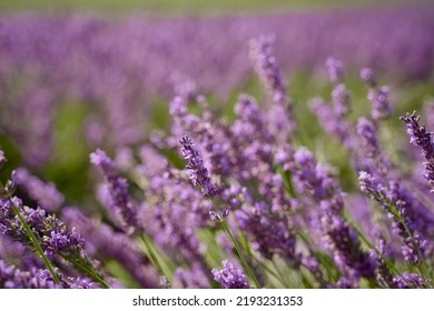 Field Of Lavender In Drome France On A Bright Sunny Day. Flower Closeup Eco Responsible Sourcing Of Essential Oils And Makeup Ingredients