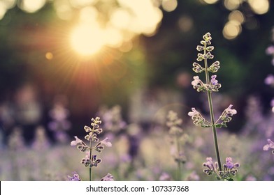 A Field Of Lavender Flowers During Sunset In New York City