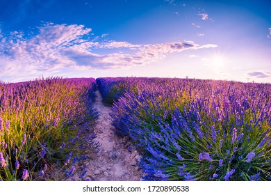 Field of lavender flowers at sunset in Provence, France. Beautiful summer landscape. Famous travel destination