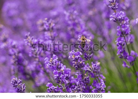 Similar – Image, Stock Photo Evening in the lavender field