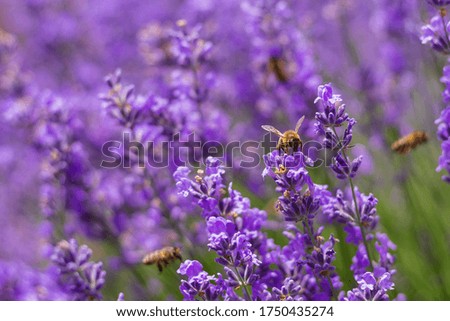 Similar – Image, Stock Photo Evening in the lavender field