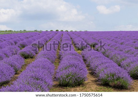 Similar – Image, Stock Photo Evening in the lavender field