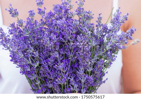 Similar – Image, Stock Photo Evening in the lavender field