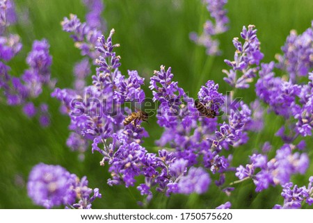 Similar – Image, Stock Photo Evening in the lavender field