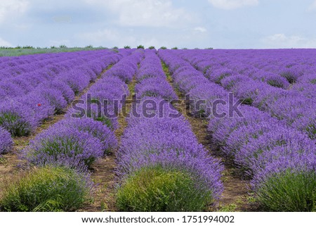 Similar – Image, Stock Photo Evening in the lavender field