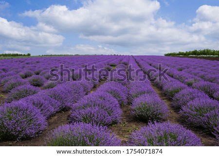 Similar – Image, Stock Photo Evening in the lavender field