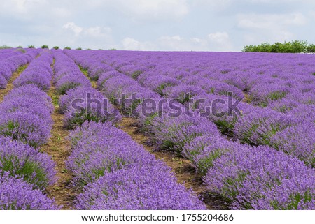 Similar – Image, Stock Photo Evening in the lavender field