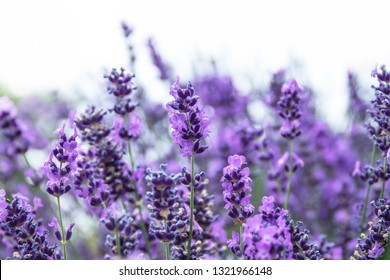 Field Lavender Lavandula Angustifolia Lavandula Officinalis Stock Photo ...