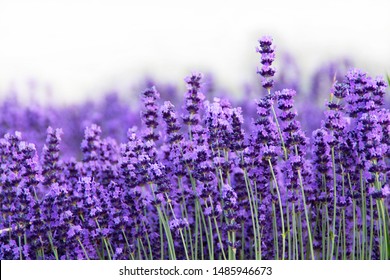 English Lavender Hd Stock Images Shutterstock