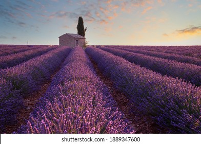 A Field Of Lavender In Provence, France.