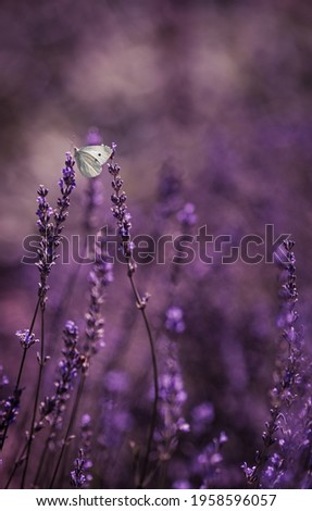 Kohlweißschmetterling auf Blutfelberich