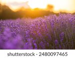 Field of lavender in the sunset light. Background with golden light. Purple lavender.