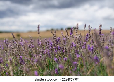 Field Of Lavender In Uk End Of Season