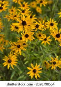 Field Of Lazy Susan Flowers