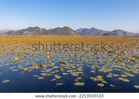 Field of lilypads covering lake in Lake Skadar National Park in autumn near Virpazar, Bar, Montenegro, Balkans, Europe. Travel destination, Dinaric Alps. Stunning landscape water reflection in nature