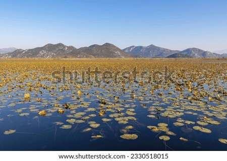 Field of lilypads covering lake in Lake Skadar National Park in autumn near Virpazar, Bar, Montenegro, Balkans, Europe. Travel destination, Dinaric Alps. Stunning landscape water reflection in nature