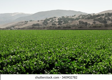 A Field Of Live Growing Nutritious Organic Celery Plants On An  Farm In The Salinas Valley Of Central California Are Ready To Be Harvested, With Hazy Foothills In Background.  