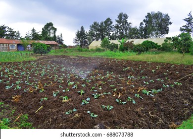 Field In A Local Kenyan Farm. Food Production In Kenya.