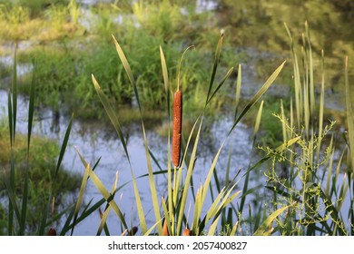 A field of long, brown, cigar shaped Cattails growing throughout the swampy, wetlands on southern Long Island. There is a shallow stream and winding body of water growing around the Cattail plants.