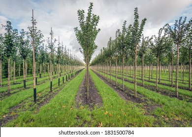 Field with long rows of young trees supported with bamboo sticks in a Dutch nursery tree farm in the province of North Brabant. The photo was taken on a cloudy day in the autumn season.