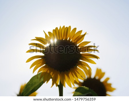 Similar – Image, Stock Photo 555 hours of sunshine